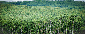 Fitossanidade nas florestas plantadas de S