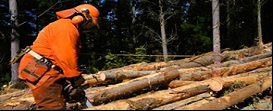 O setor florestal argentino se tornou uma refer