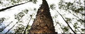 Setor florestal detalha a